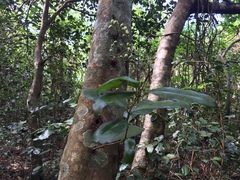 Syzygium clusiifolium