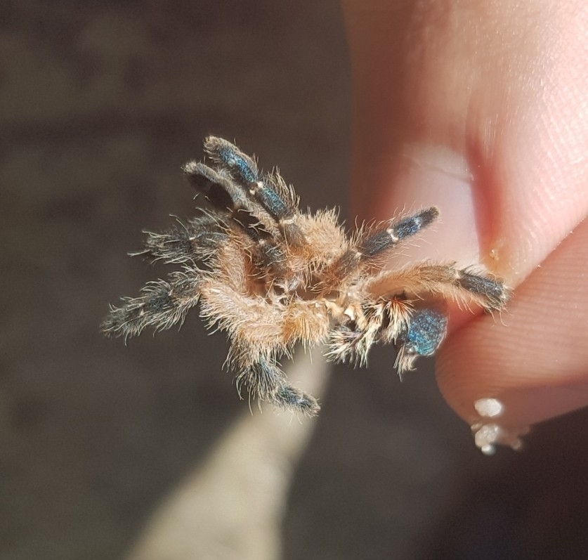 Typhochlaena chapadensis