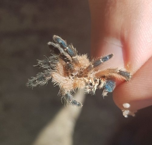 Typhochlaena chapadensis