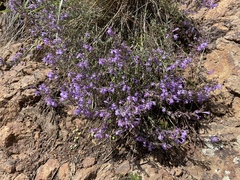 Hedeoma hyssopifolia