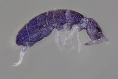 Vertagopus