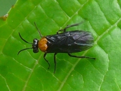 Atomacera decepta