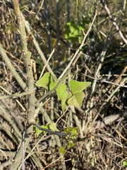 Erythrina herbacea