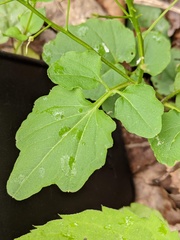 Cardamine flagellifera