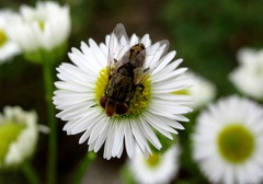 Miltogramma punctata