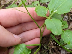 Cardamine flagellifera