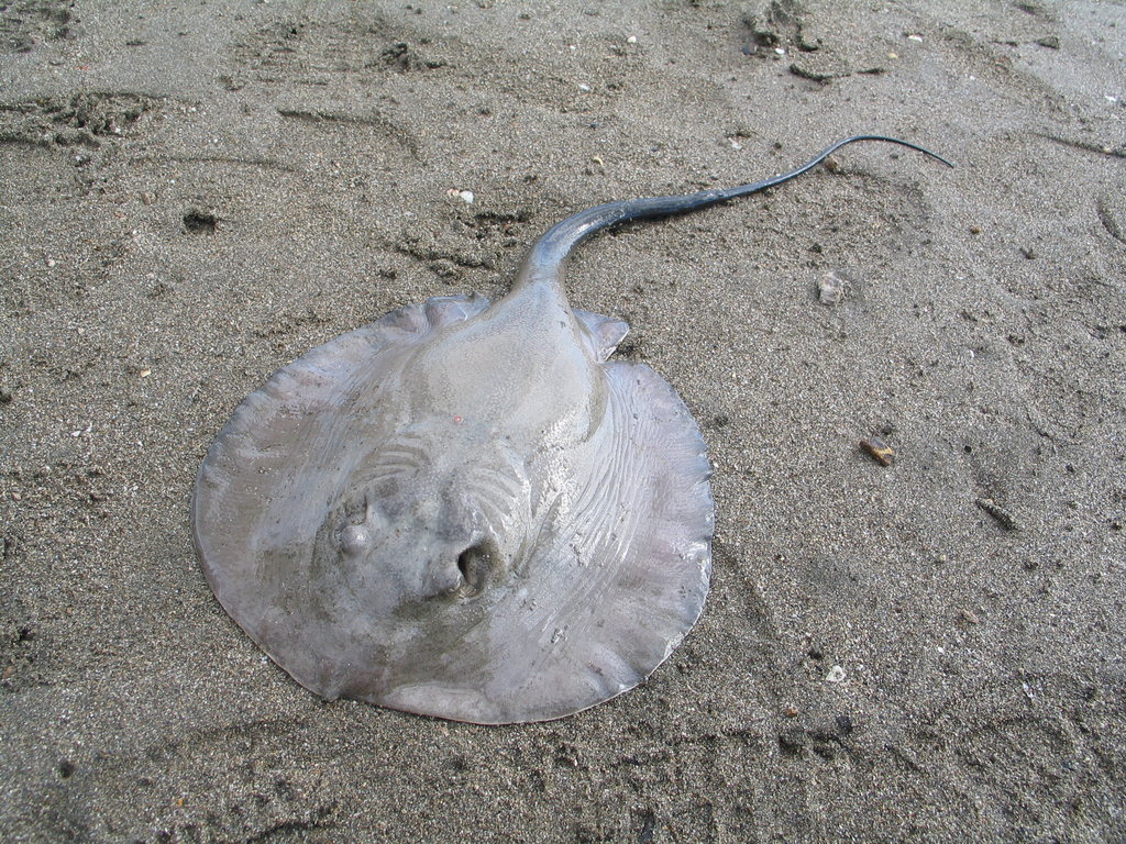 Pacific Chupare