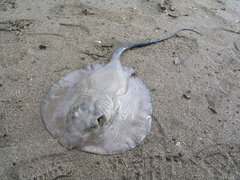 Pacific Chupare photo 2