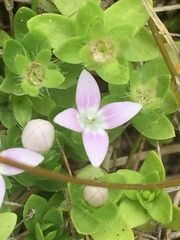 Oldenlandia salzmannii
