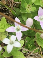 Oldenlandia salzmannii
