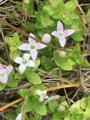 Oldenlandia salzmannii