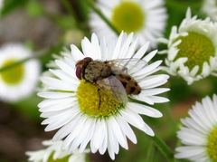 Miltogramma punctata