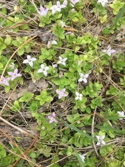 Oldenlandia salzmannii