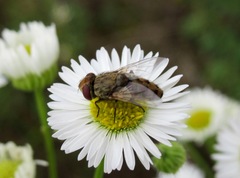 Miltogramma punctata