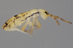Orchesella celsa