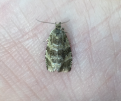 Olethreutes nordeggana