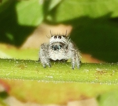Phidippus pacosauritus