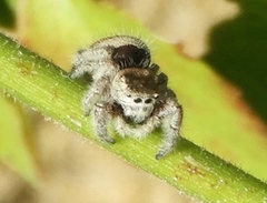Phidippus pacosauritus