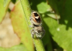 Phidippus pacosauritus
