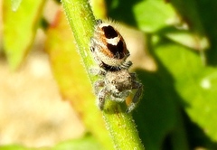 Phidippus pacosauritus
