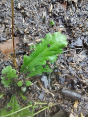 Solenogyne dominii
