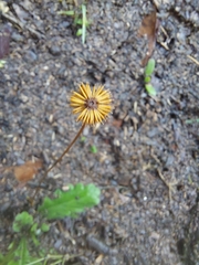 Solenogyne dominii