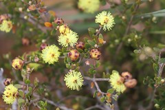 Melaleuca aurea