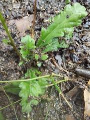Solenogyne dominii