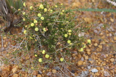 Melaleuca aurea
