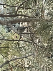 Psaltriparus minimus