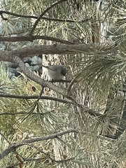 Psaltriparus minimus