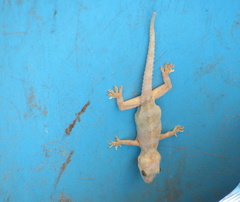 Hemidactylus mabouia