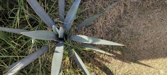 Agave tequilana
