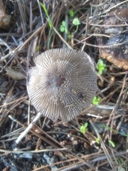 Coprinopsis lagopus