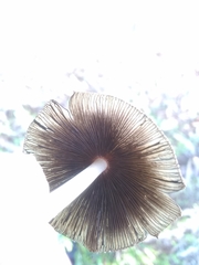 Coprinopsis lagopus