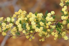 Acacia nigricans