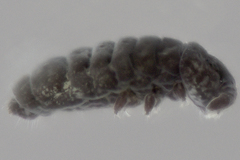Neanuroidea
