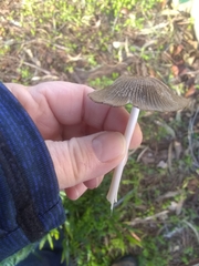 Coprinopsis lagopus