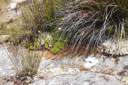 Image of Ursinia nudicaulis by (c) Tony Rebelo, some rights reserved (CC BY-SA)