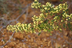 Acacia nigricans
