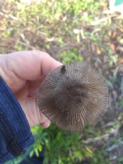 Coprinopsis lagopus
