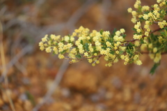 Acacia nigricans