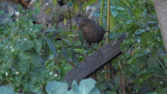 Turdus merula cabrerae
