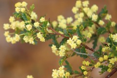 Acacia nigricans