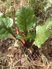 Beta vulgaris cicla