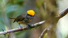 Saffron-Crested Tyrant-Manakin photo 3