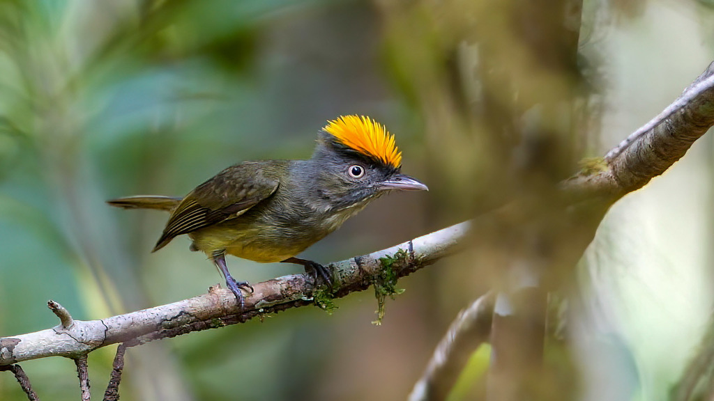 Saffron-crested Tyrant-Manakin photo