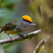 Saffron-crested Tyrant-Manakin - Photo (c) Mike Melton, some rights reserved (CC BY-NC), uploaded by Mike Melton