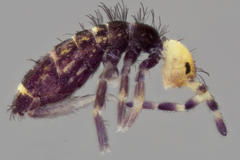 Orchesella carneiceps