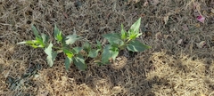 Mirabilis jalapa
